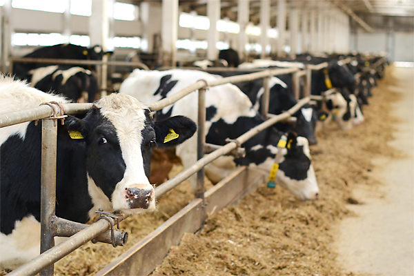 Ферма в деревне Вишня рассчитана на 1000 коров